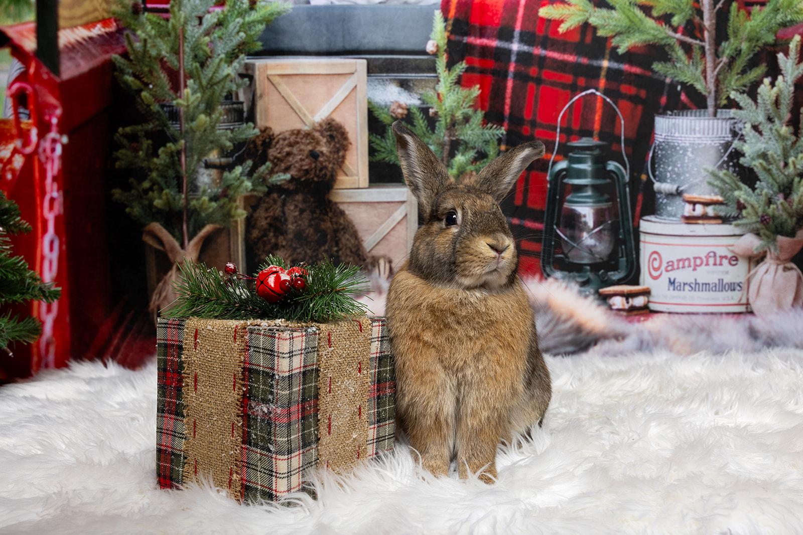 Enlarge Morgan, an adopted mixed breed in Coralville, IA image 6/6