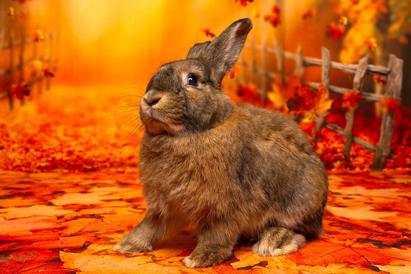 Enlarge Morgan, an adopted mixed breed in Coralville, IA image 4/6