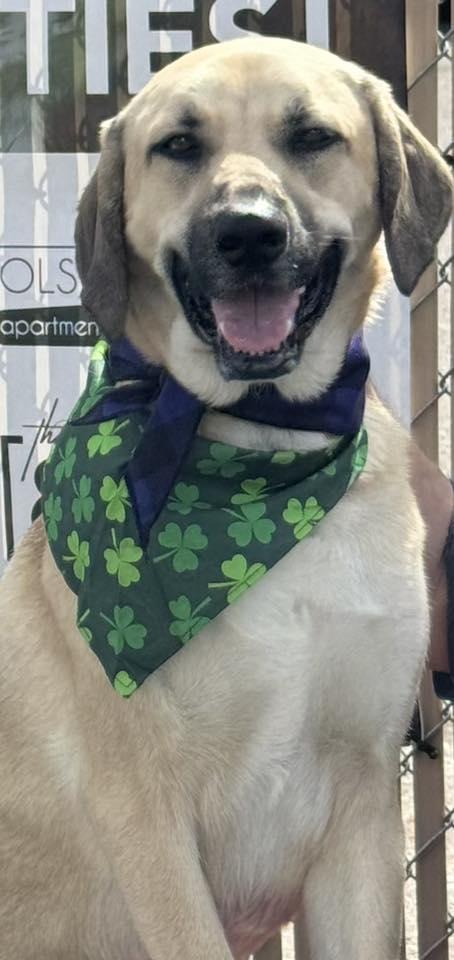 Enlarge WINNIE, a ADOPTABLE mixed breed in Lincoln, NE image 3/5