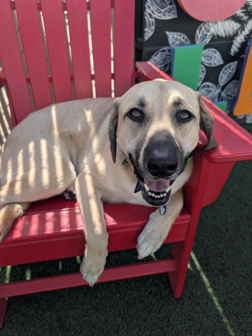 Enlarge WINNIE, a ADOPTABLE mixed breed in Lincoln, NE image 2/5