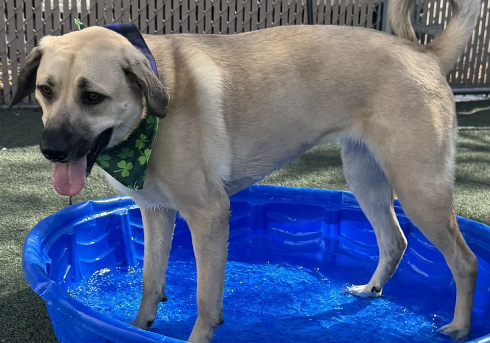 Enlarge WINNIE, a ADOPTABLE mixed breed in Lincoln, NE image 5/5