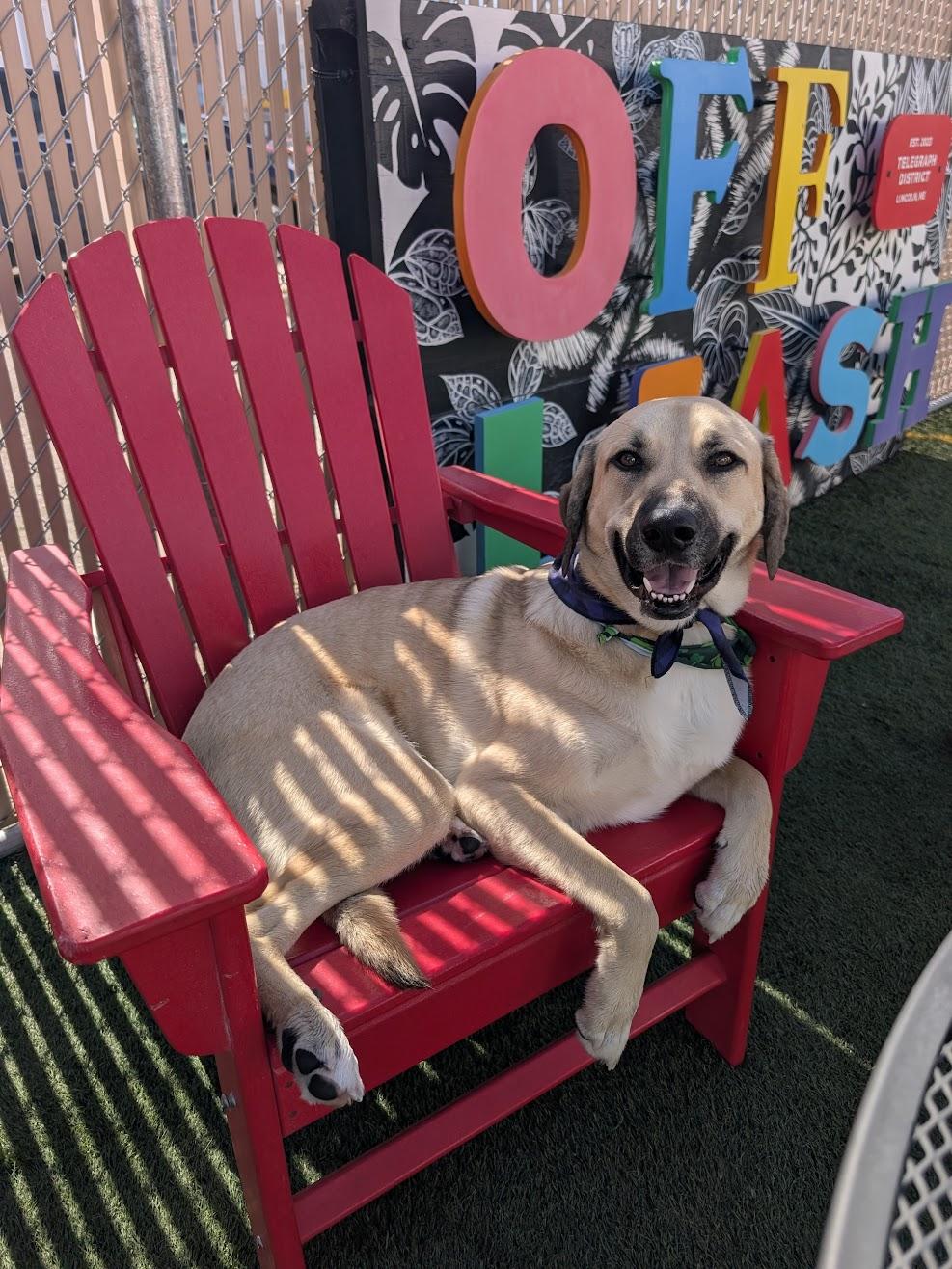 Enlarge WINNIE, a ADOPTABLE mixed breed in Lincoln, NE image 4/5