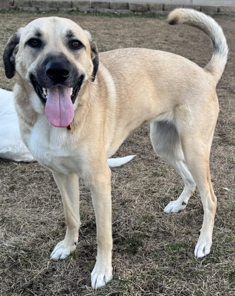 Enlarge WINNIE, a ADOPTABLE mixed breed in Lincoln, NE image 1/5