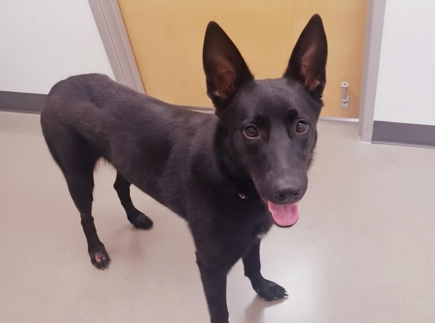 Sidai, a ADOPTABLE mixed breed in Pocatello, ID image 1/4