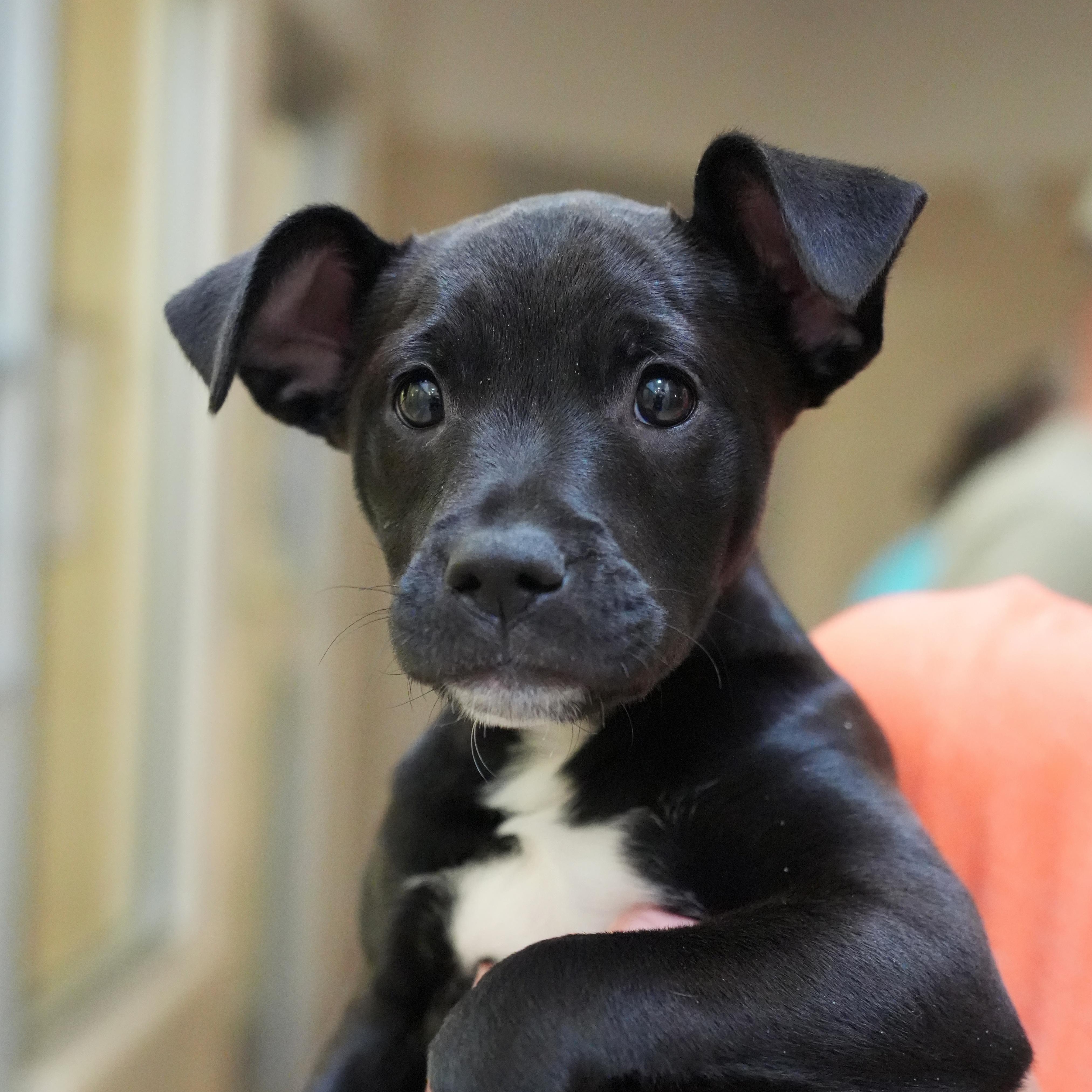 Enlarge Lahanna 63051, an adopted mixed breed in Aiken, SC image 1/1
