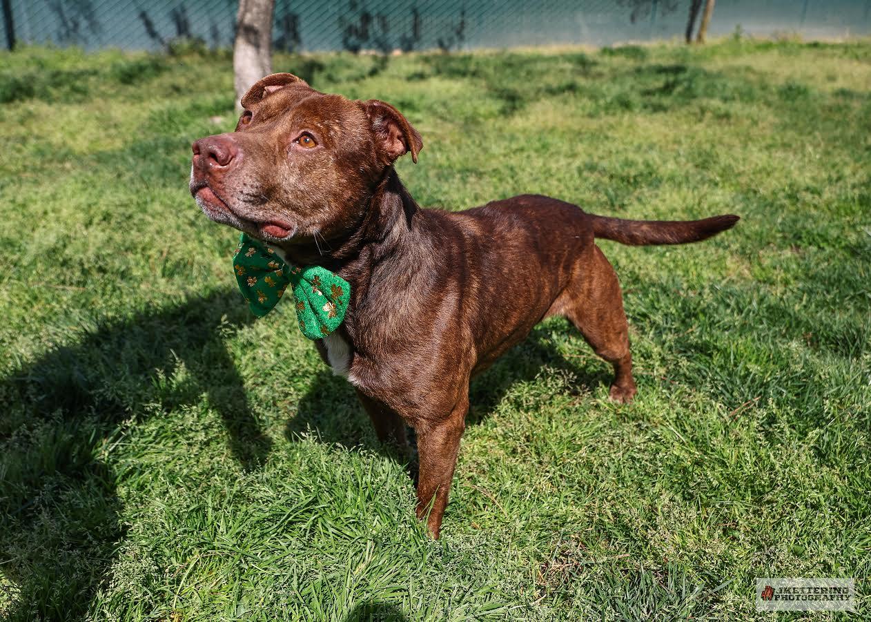 Enlarge Cole , a ADOPTABLE Pit Bull Terrier in Oakdale, CA image 1/1
