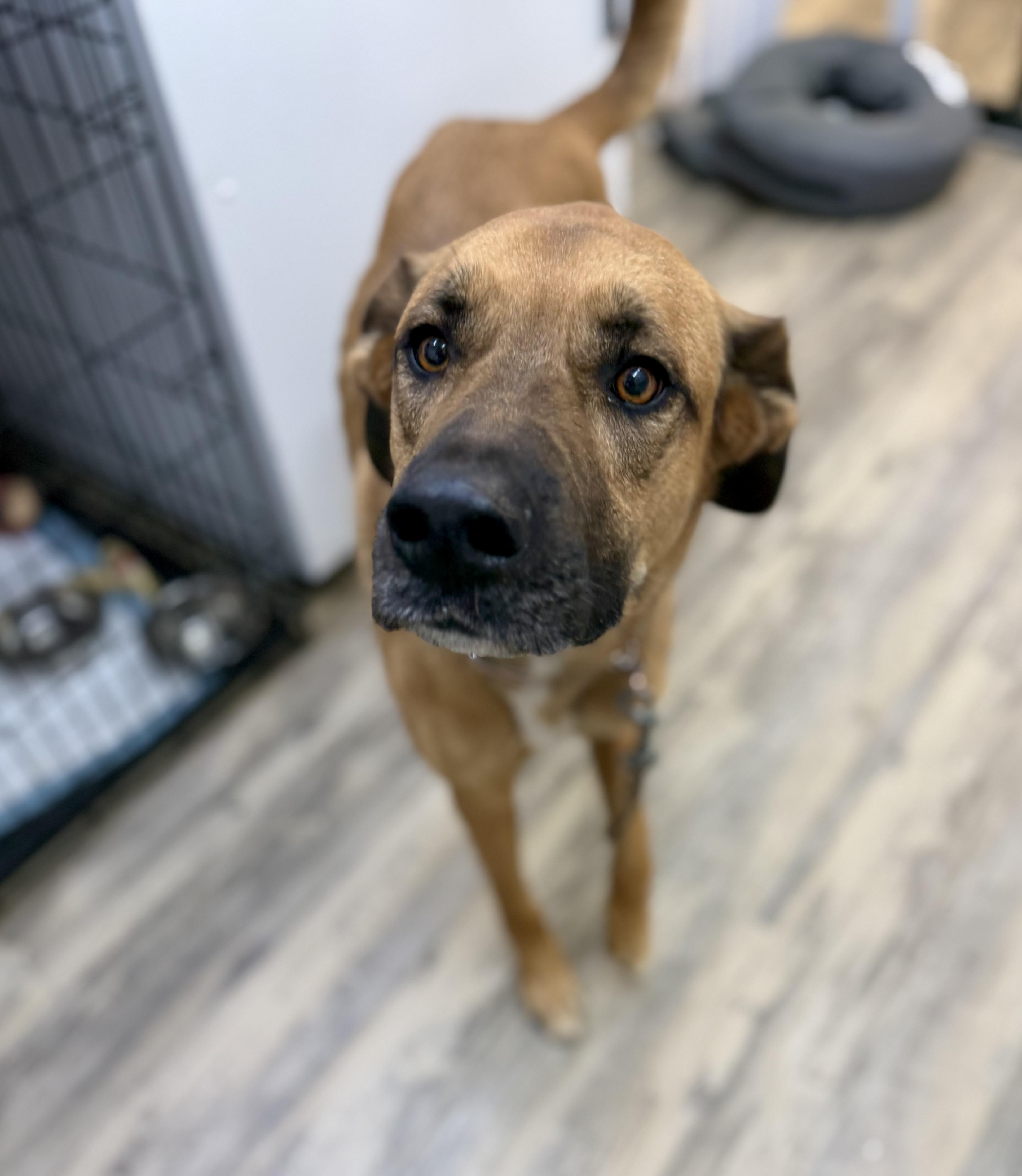 Enlarge Rango 0126, a Adoptable mixed breed in Sonora, CA image 2/4