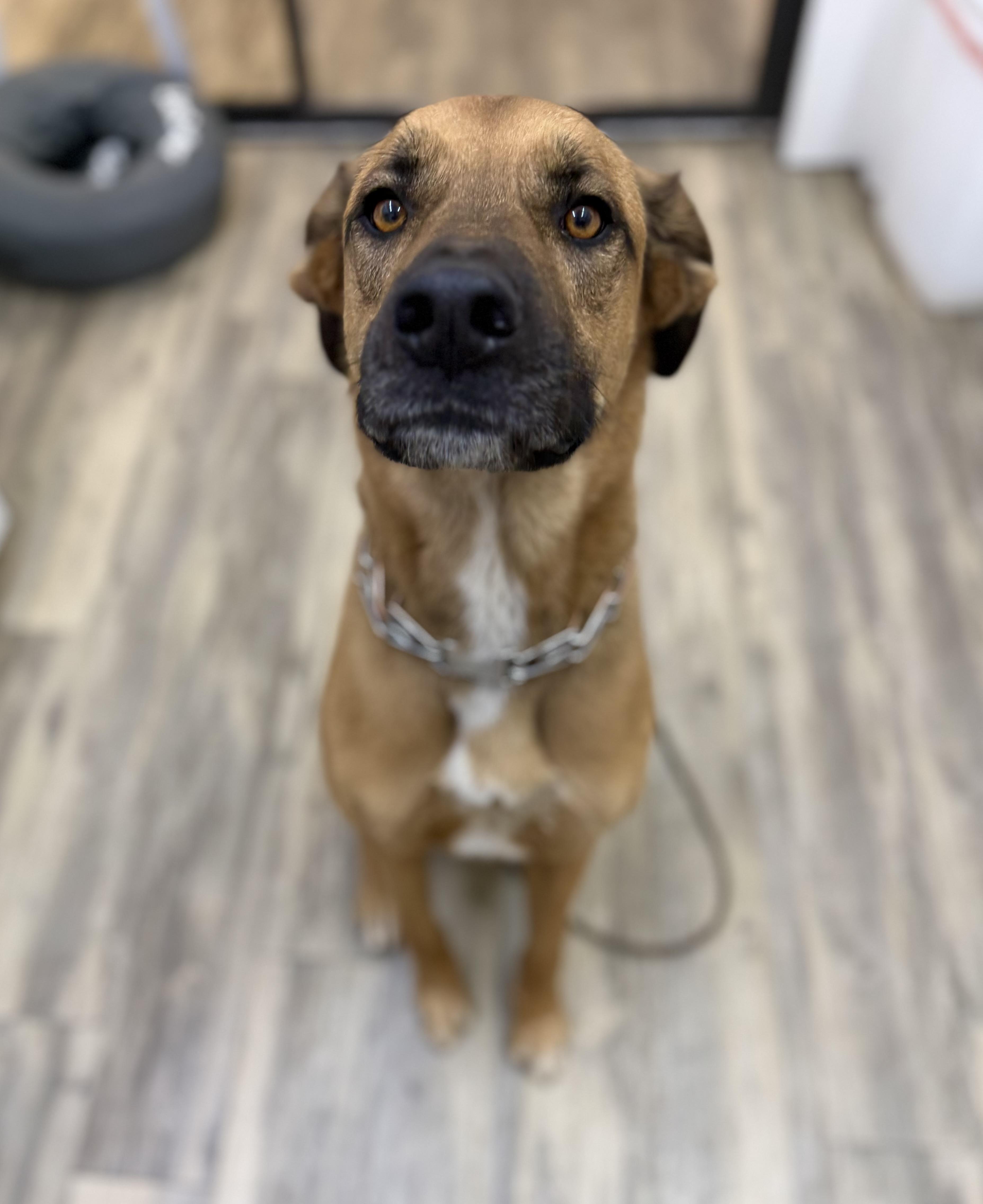Enlarge Rango 0126, a Adoptable mixed breed in Sonora, CA image 4/4