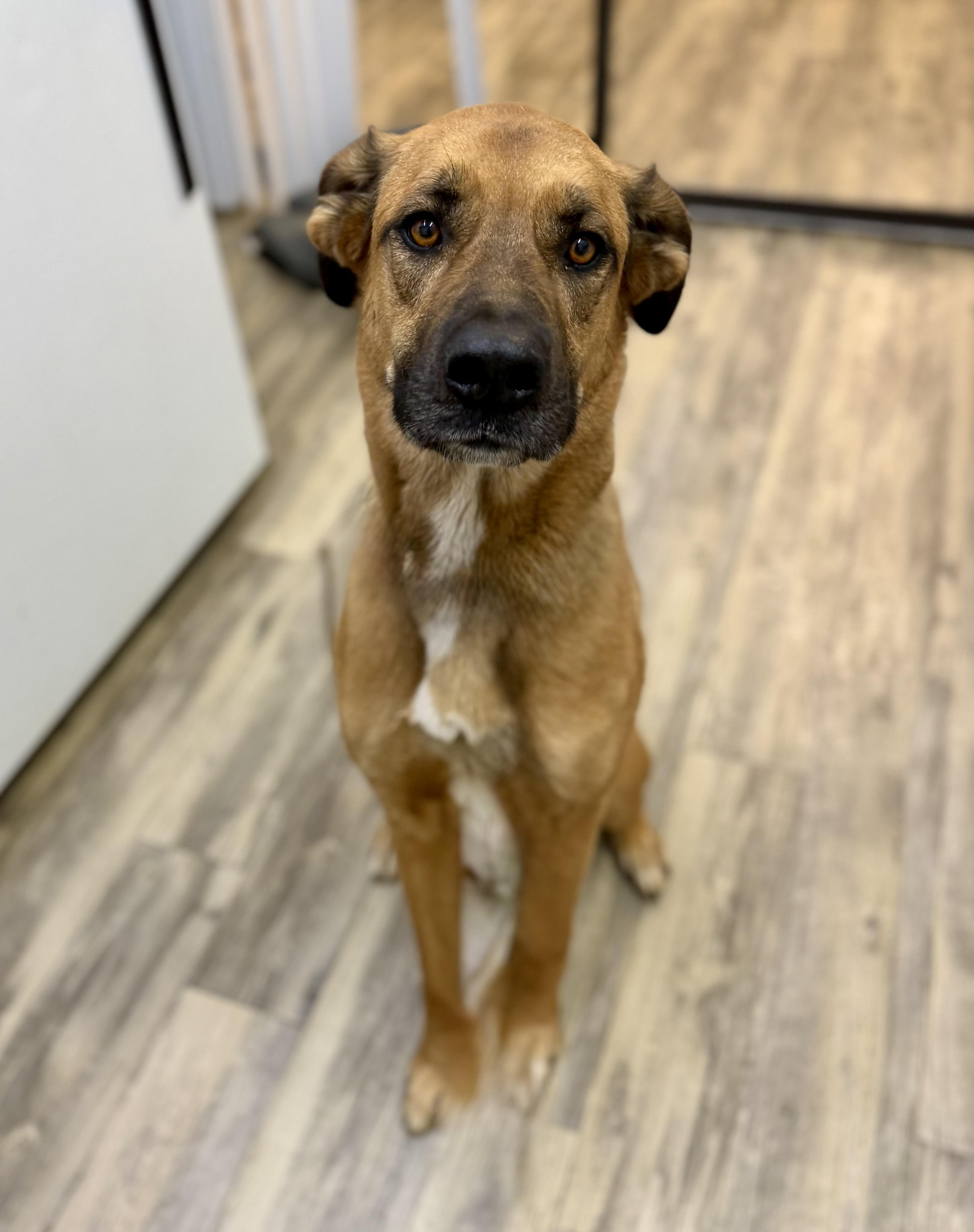 Rango 0126, Adoptable, Adult Male Anatolian Shepherd & Black Mouth Cur.