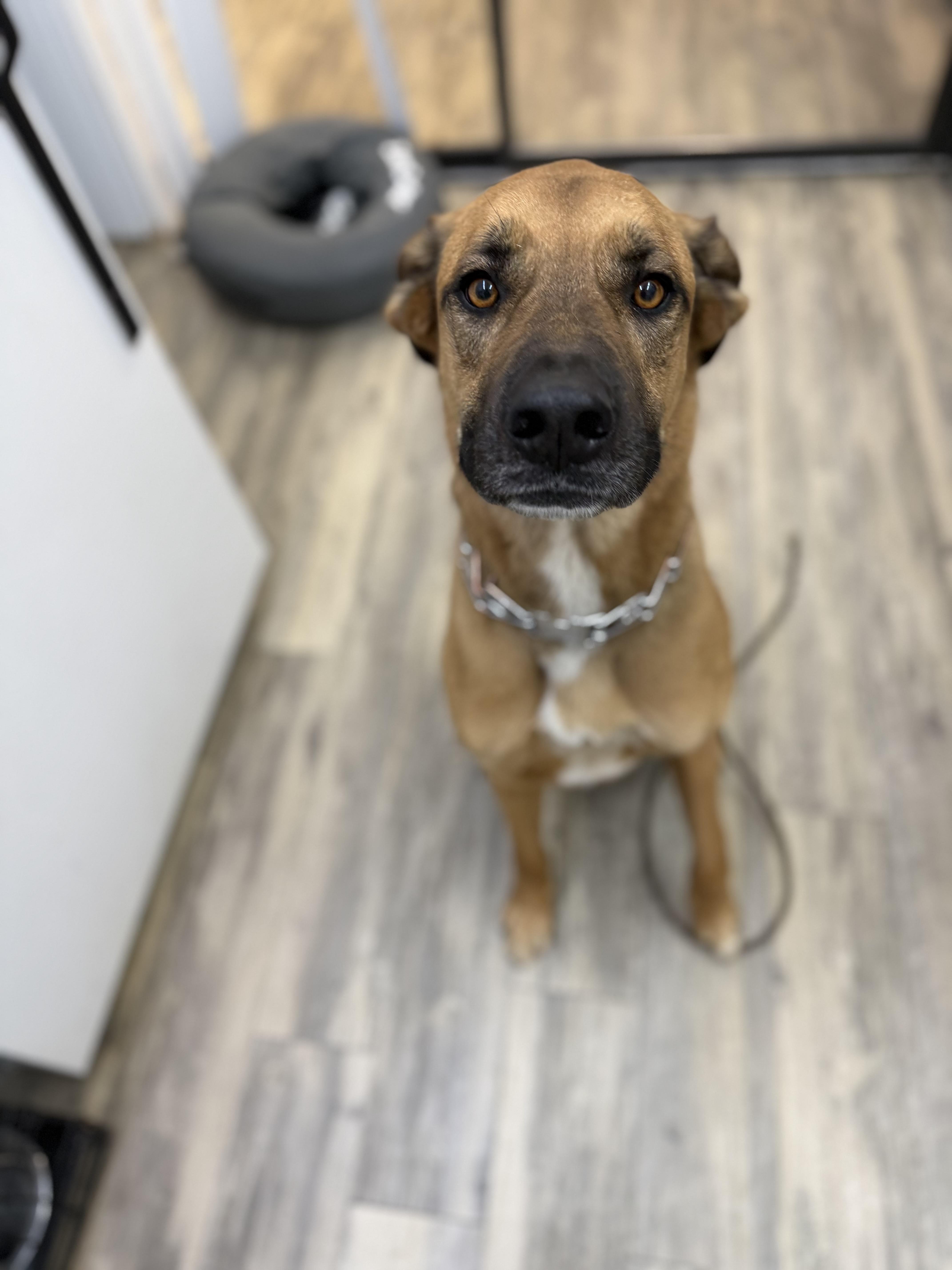 Enlarge Rango 0126, a Adoptable mixed breed in Sonora, CA image 3/4