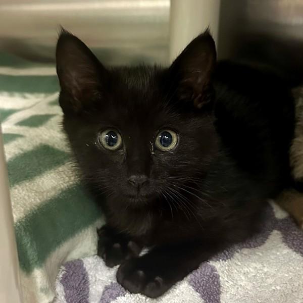 Quiggle, Adoptable, Kitten Male Domestic Short Hair.