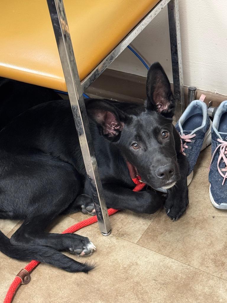 Enlarge Maui, a Adoptable mixed breed in Springfield, OH image 1/1