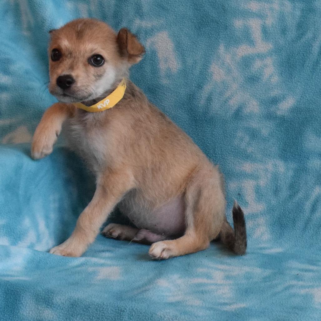 Enlarge Archie, a Adoptable mixed breed in Eureka, CA image 1/4