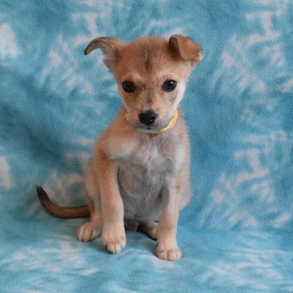 Enlarge Archie, a Adoptable mixed breed in Eureka, CA image 2/4