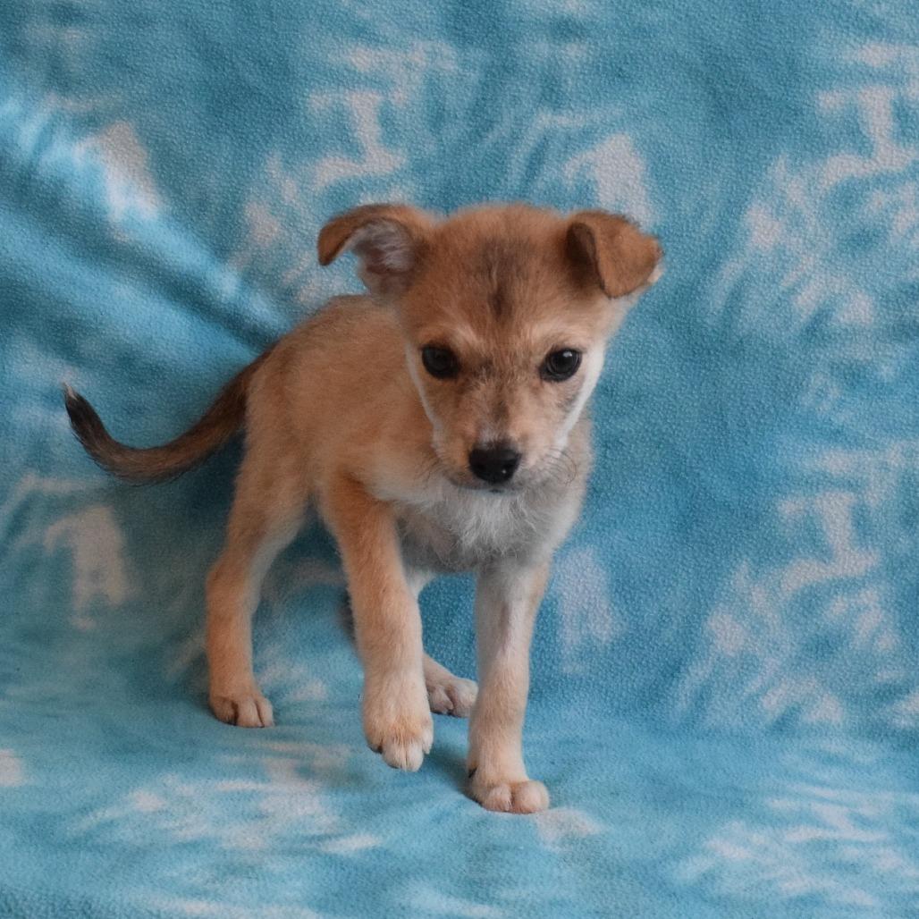 Enlarge Archie, a Adoptable mixed breed in Eureka, CA image 3/4