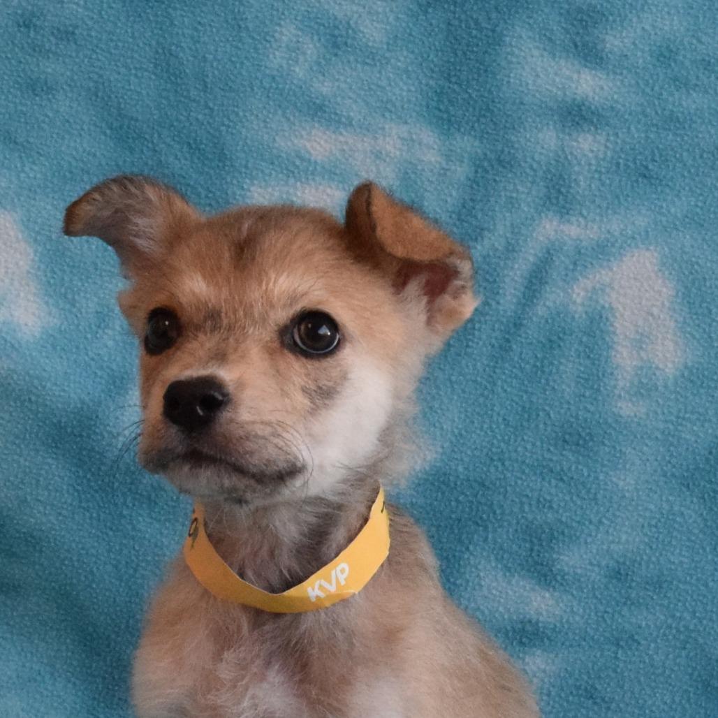 Enlarge Archie, a Adoptable mixed breed in Eureka, CA image 4/4