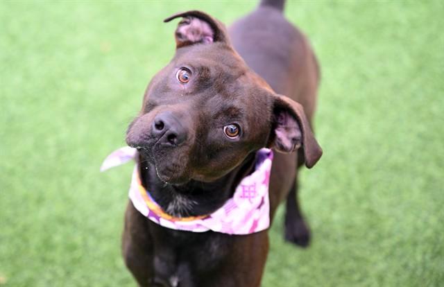 Enlarge SAMPSON, a Adoptable mixed breed in Fort Lauderdale, FL image 1/1