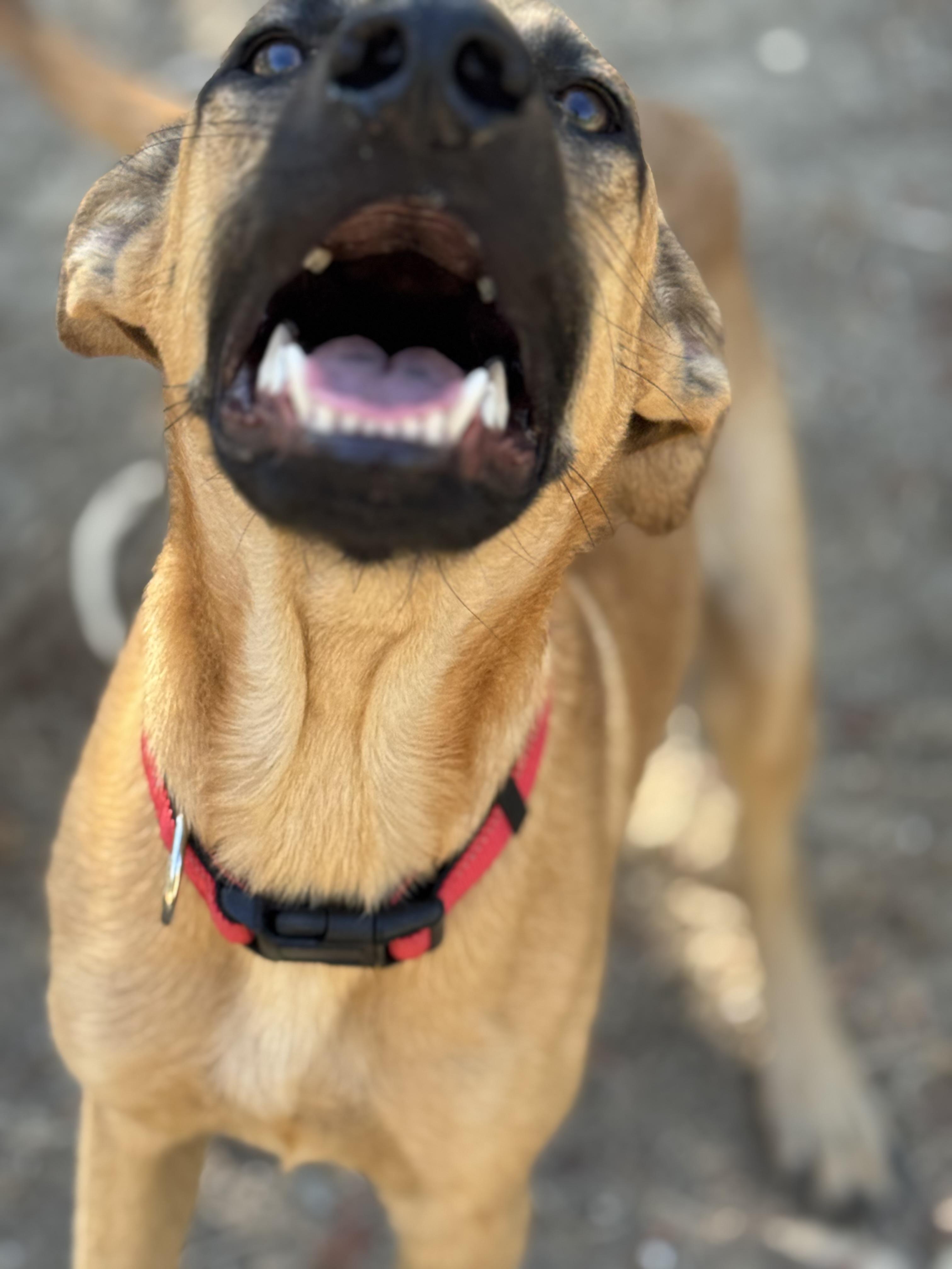Enlarge Canelo, a Adoptable mixed breed in Bakersfield, CA image 1/6