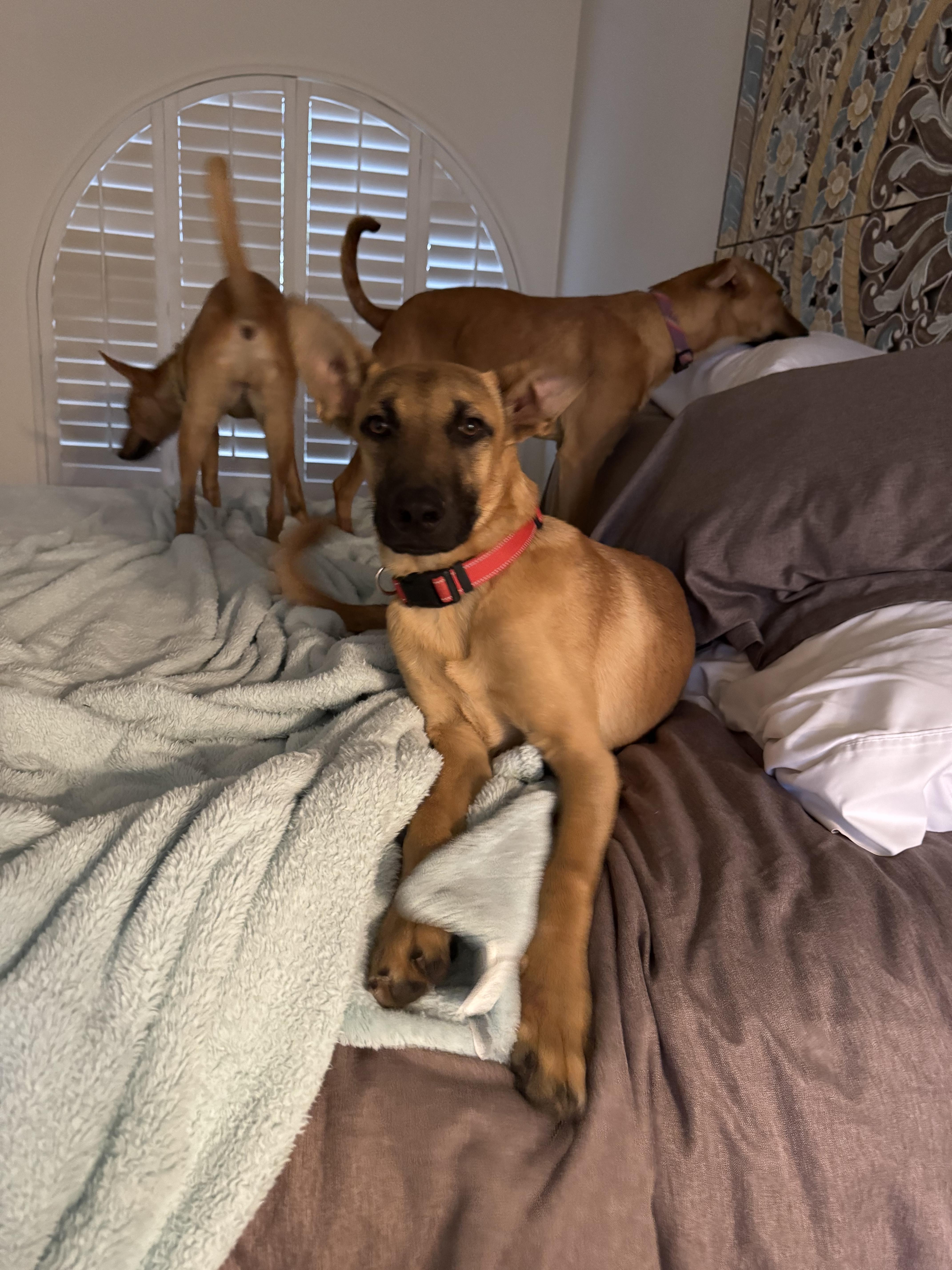 Enlarge Canelo, a Adoptable mixed breed in Bakersfield, CA image 2/6