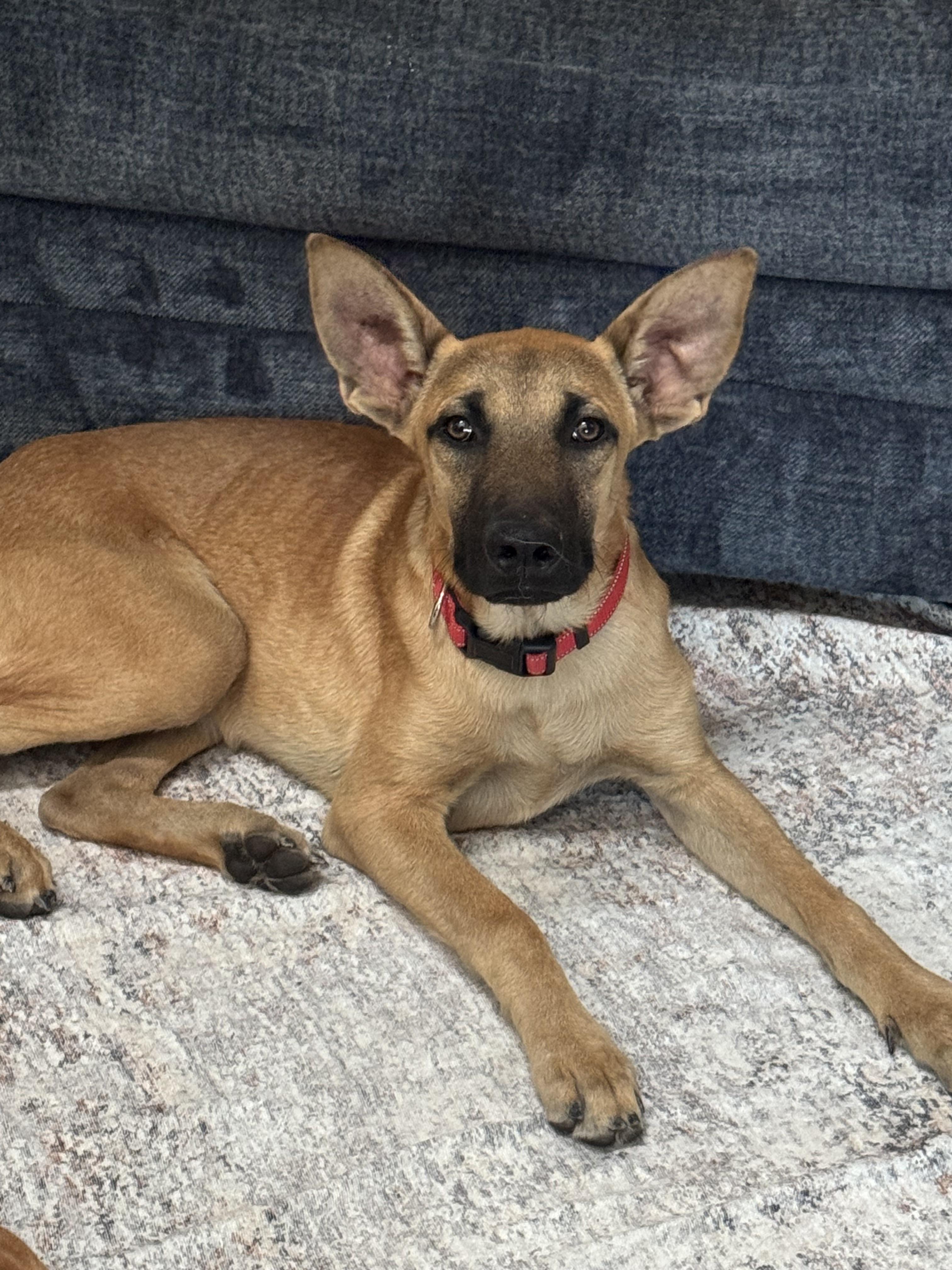 Enlarge Canelo, a Adoptable mixed breed in Bakersfield, CA image 3/6