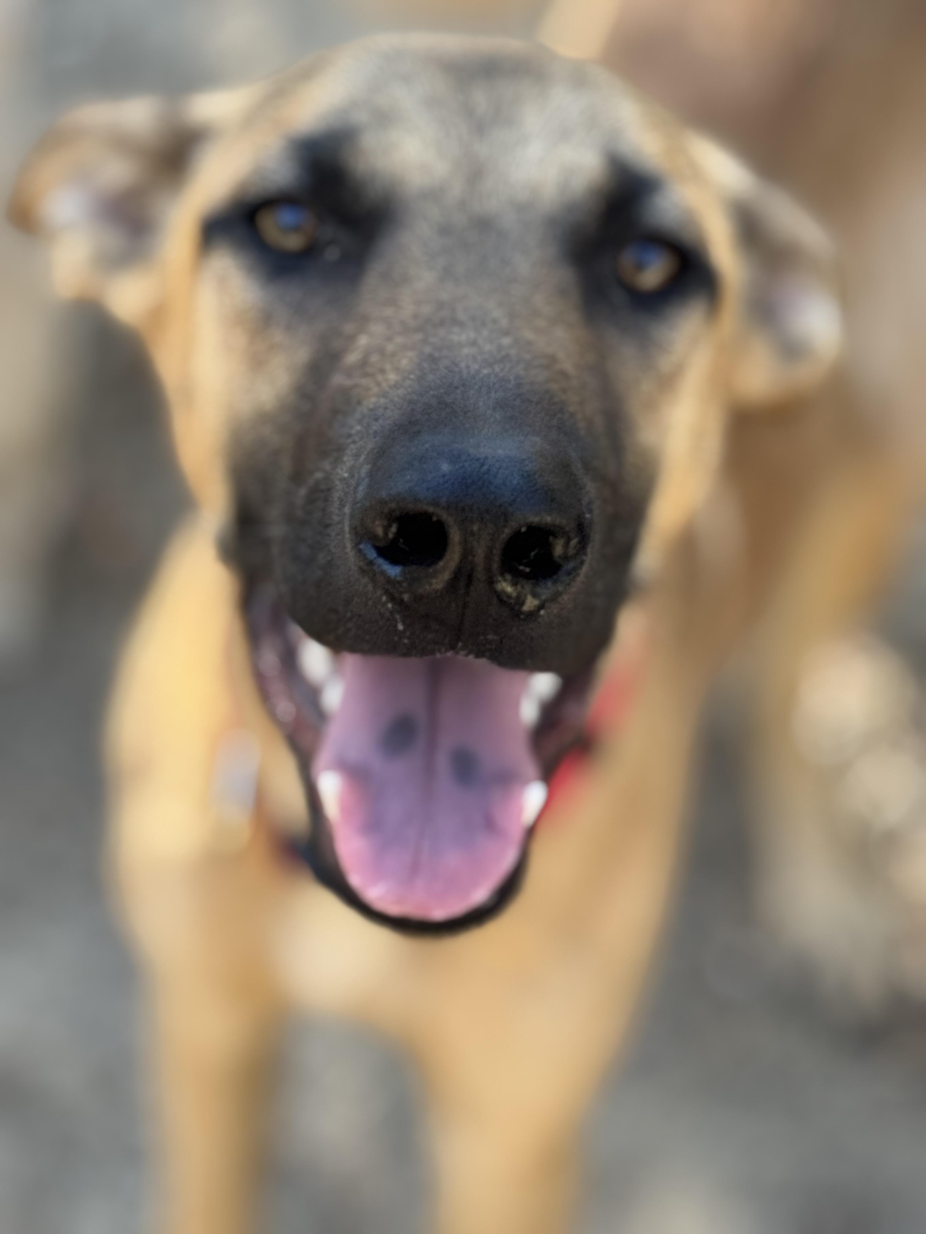 Enlarge Canelo, a Adoptable mixed breed in Bakersfield, CA image 4/6