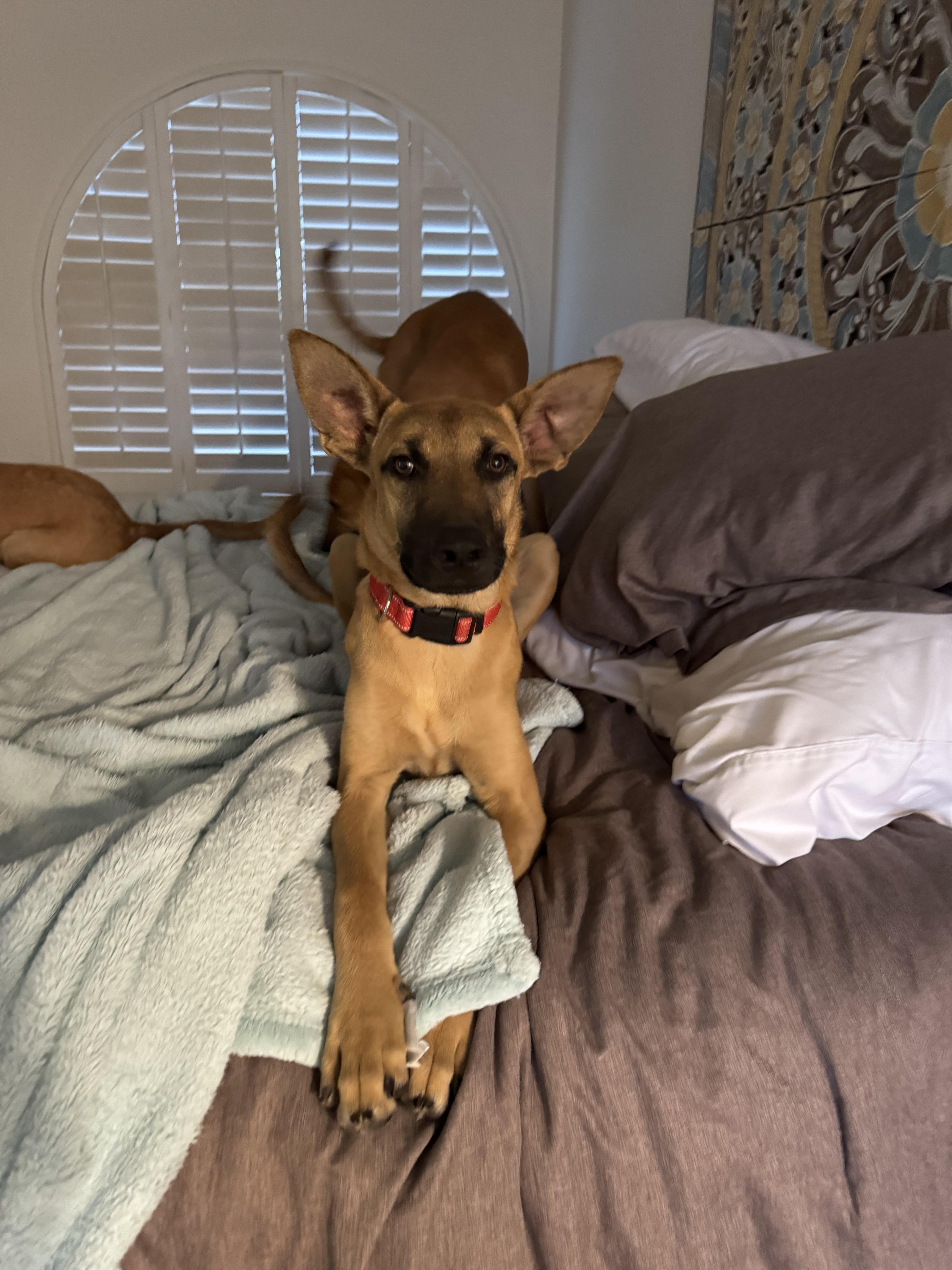 Enlarge Canelo, a Adoptable mixed breed in Bakersfield, CA image 5/6