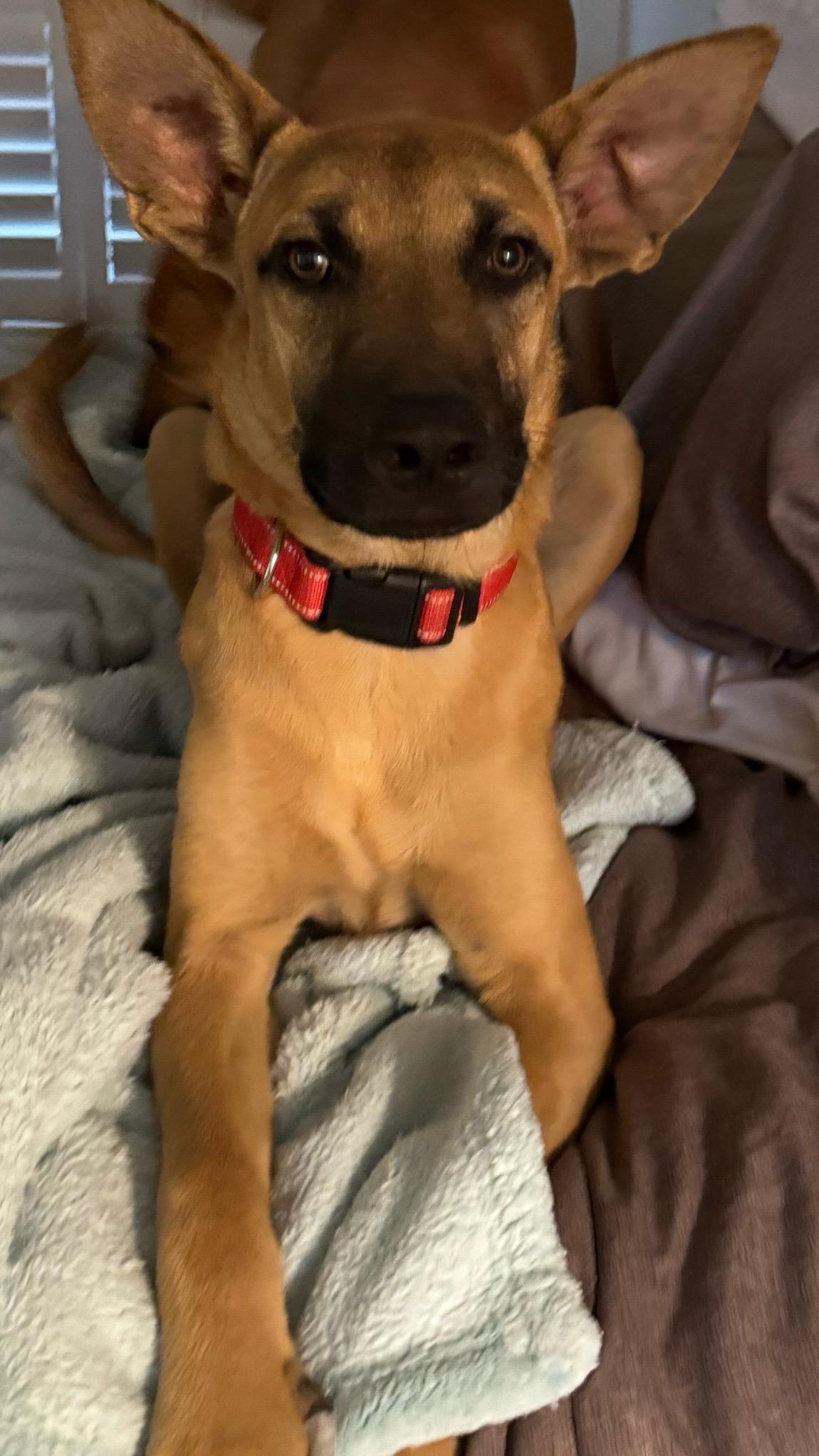 Enlarge Canelo, a Adoptable mixed breed in Bakersfield, CA image 6/6