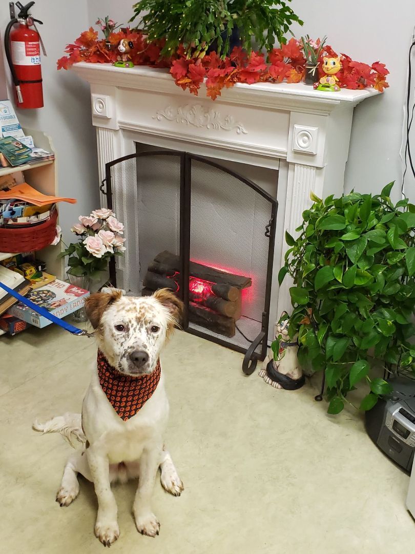 Matthew, a Adoptable mixed breed in Milford, CT image 1/12