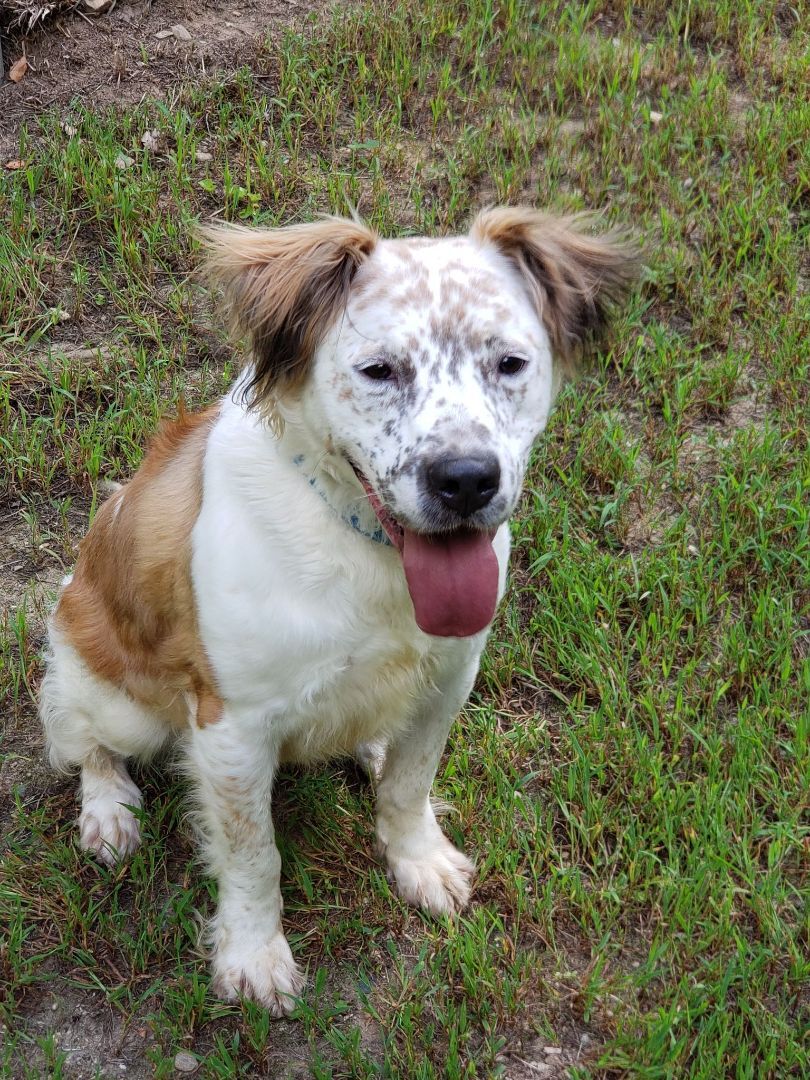 Matthew, a Adoptable mixed breed in Milford, CT image 2/12