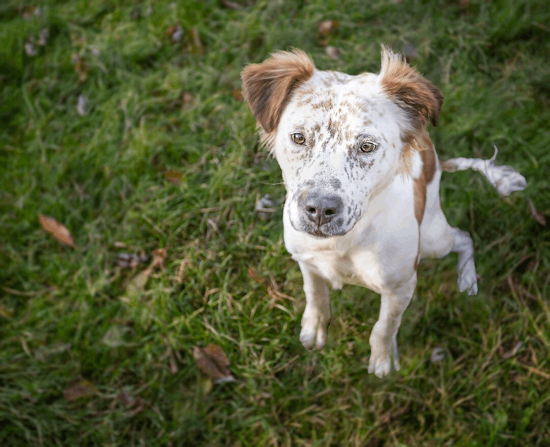 Matthew, a Adoptable mixed breed in Milford, CT image 3/12