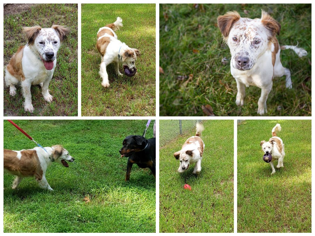 Matthew, a Adoptable mixed breed in Milford, CT image 4/12