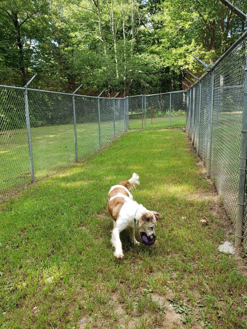 Matthew, a Adoptable mixed breed in Milford, CT image 5/12