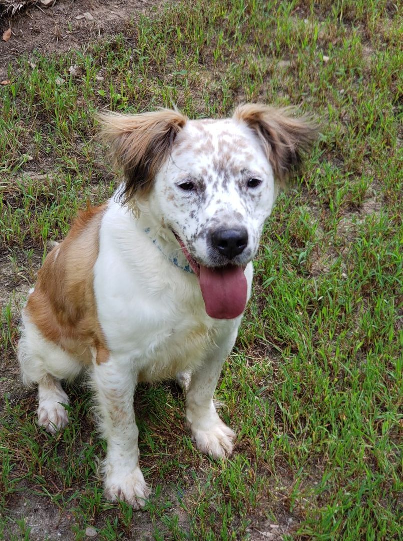 Matthew, a Adoptable mixed breed in Milford, CT image 6/12