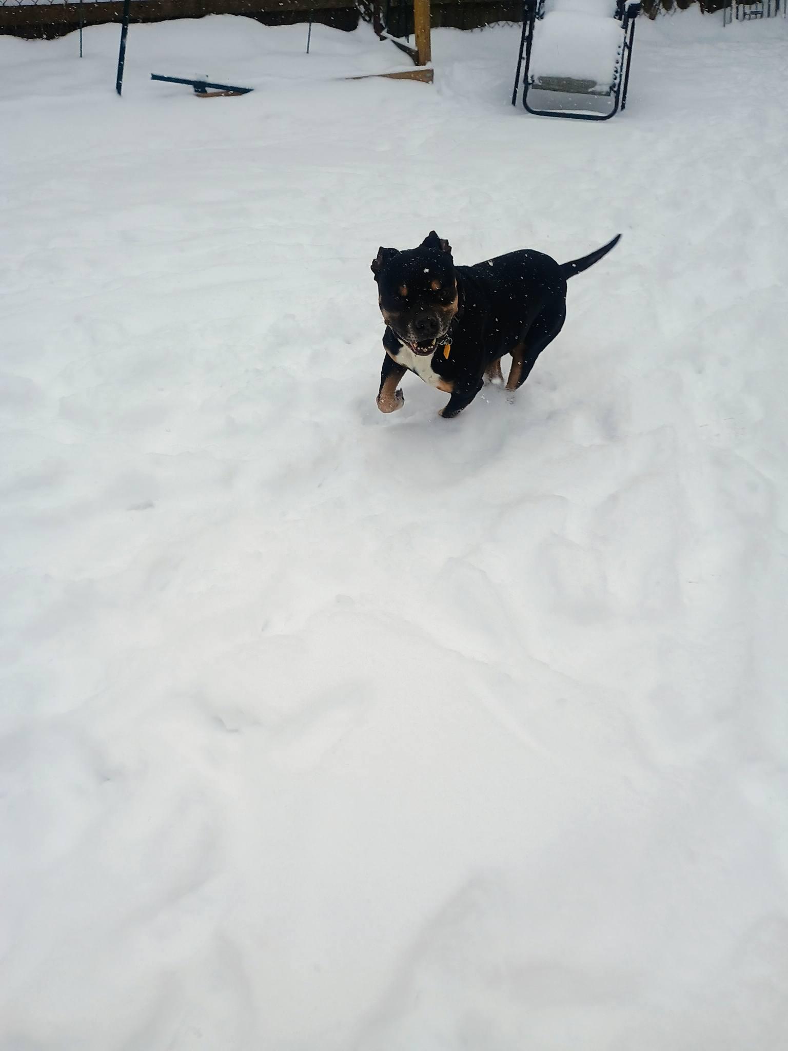 Enlarge Frasier, a ADOPTABLE mixed breed in Cleveland, OH image 2/6