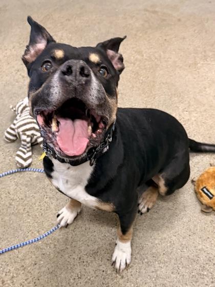 Enlarge Frasier, a ADOPTABLE mixed breed in Cleveland, OH image 6/6