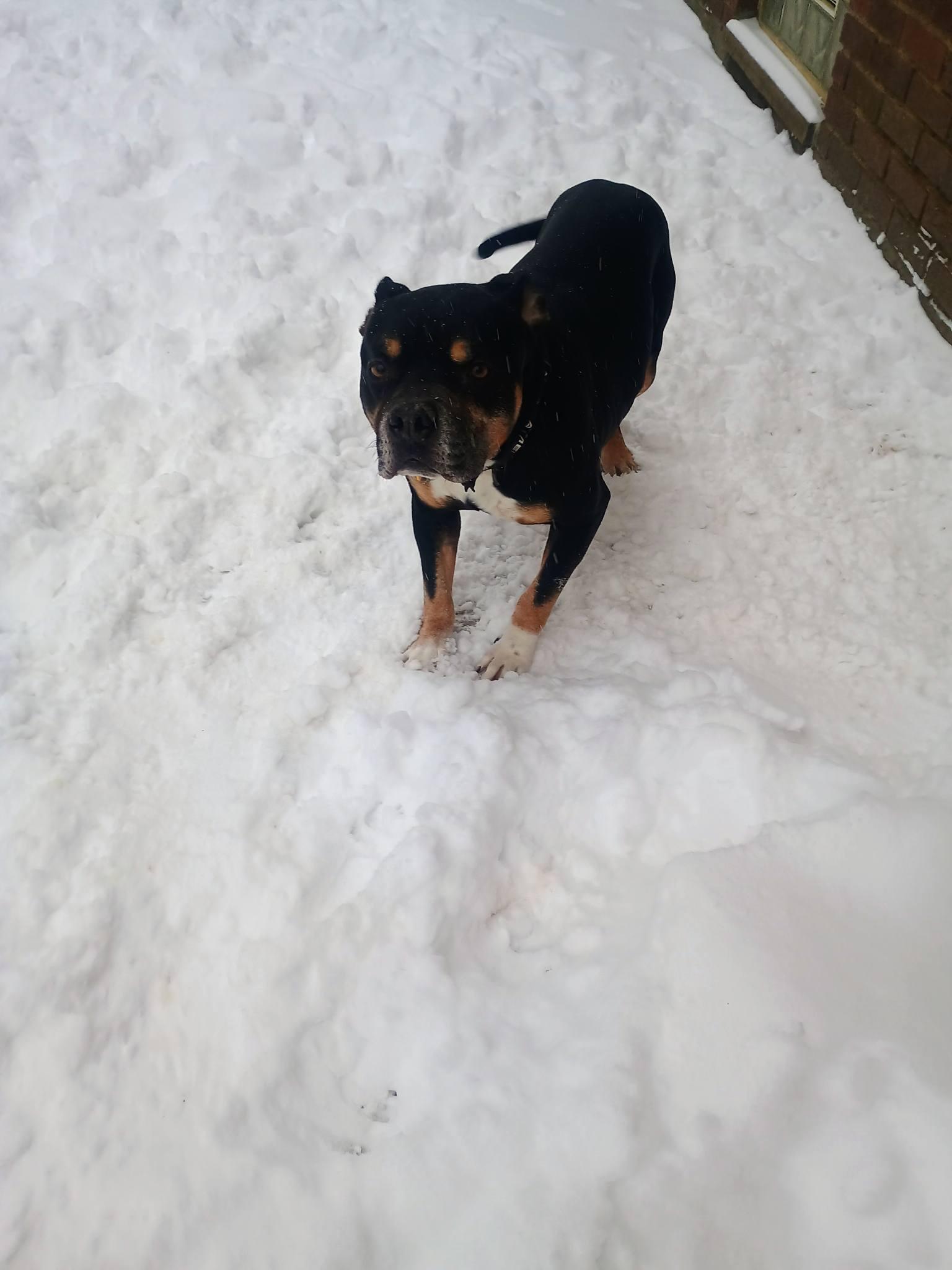 Enlarge Frasier, a ADOPTABLE mixed breed in Cleveland, OH image 4/6