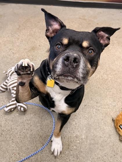 Enlarge Frasier, a ADOPTABLE mixed breed in Cleveland, OH image 1/6