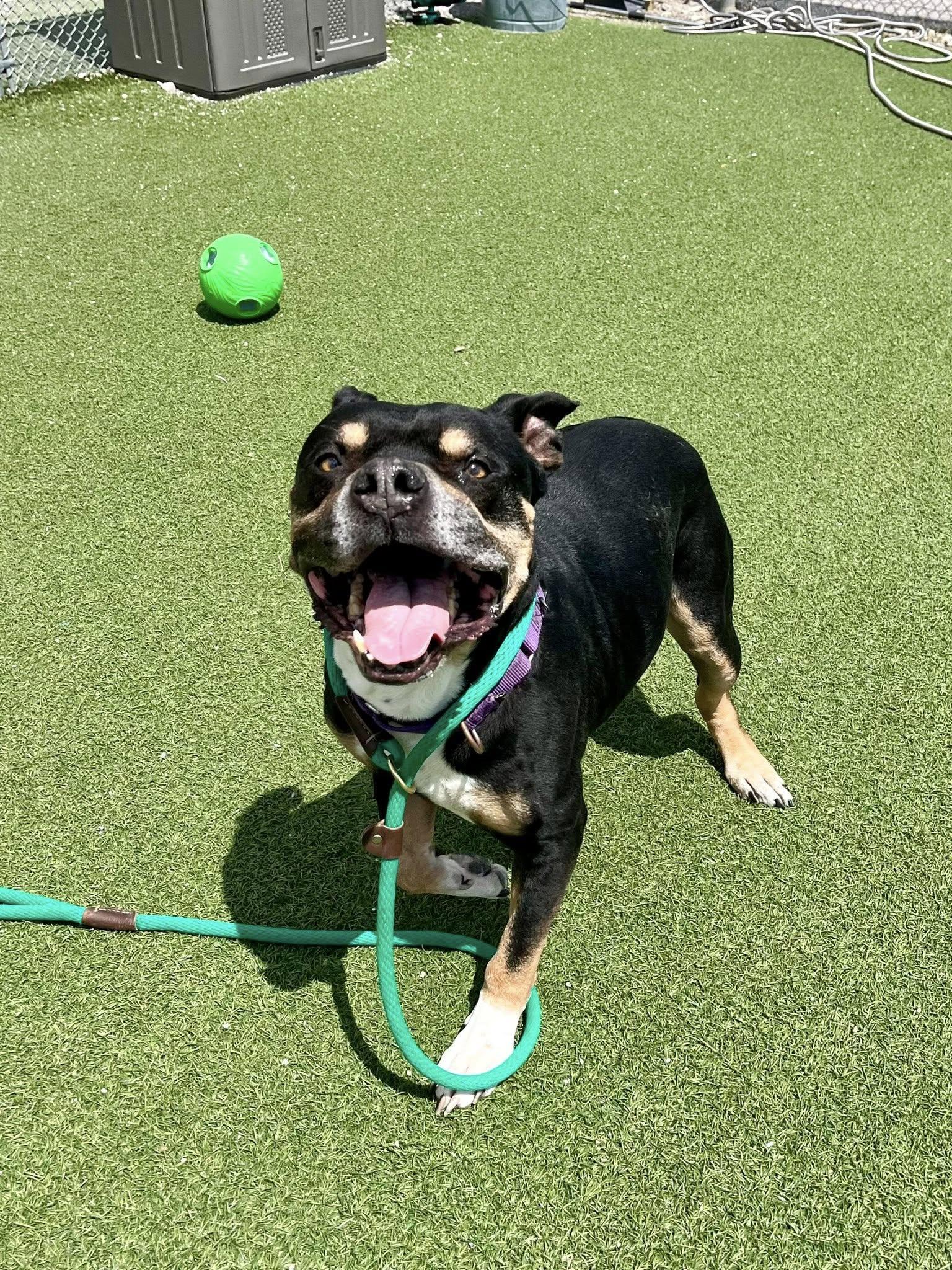 Frasier, a ADOPTABLE mixed breed in Cleveland, OH image 4/6