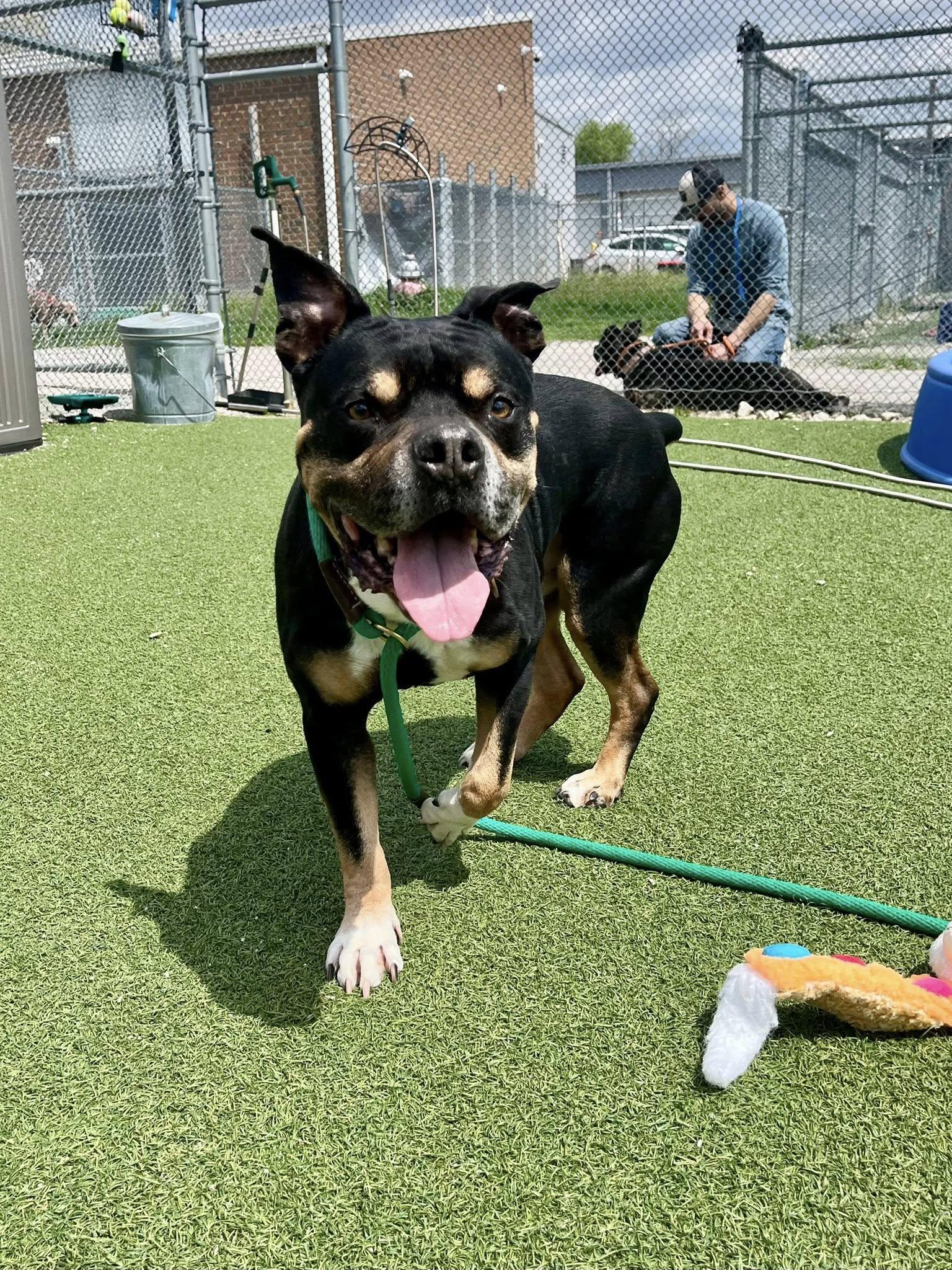 Frasier, a ADOPTABLE mixed breed in Cleveland, OH image 3/6