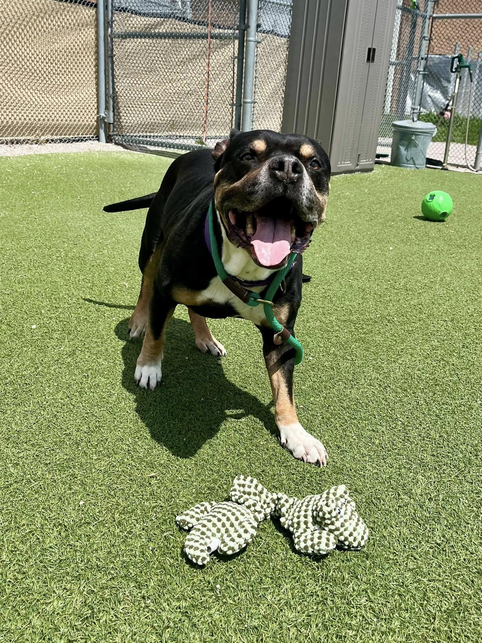 Frasier, a ADOPTABLE mixed breed in Cleveland, OH image 5/6