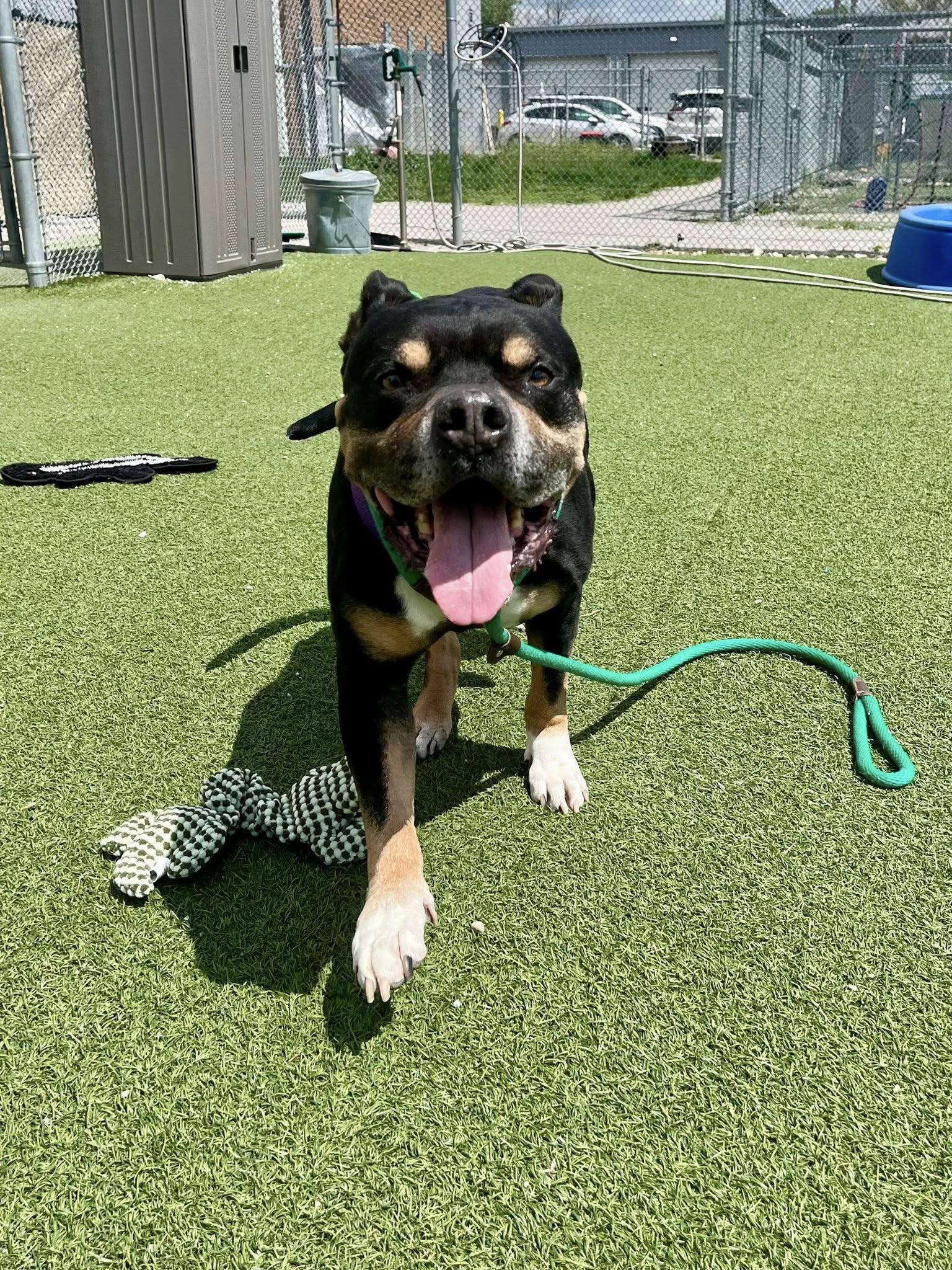 Frasier, a ADOPTABLE mixed breed in Cleveland, OH image 6/6
