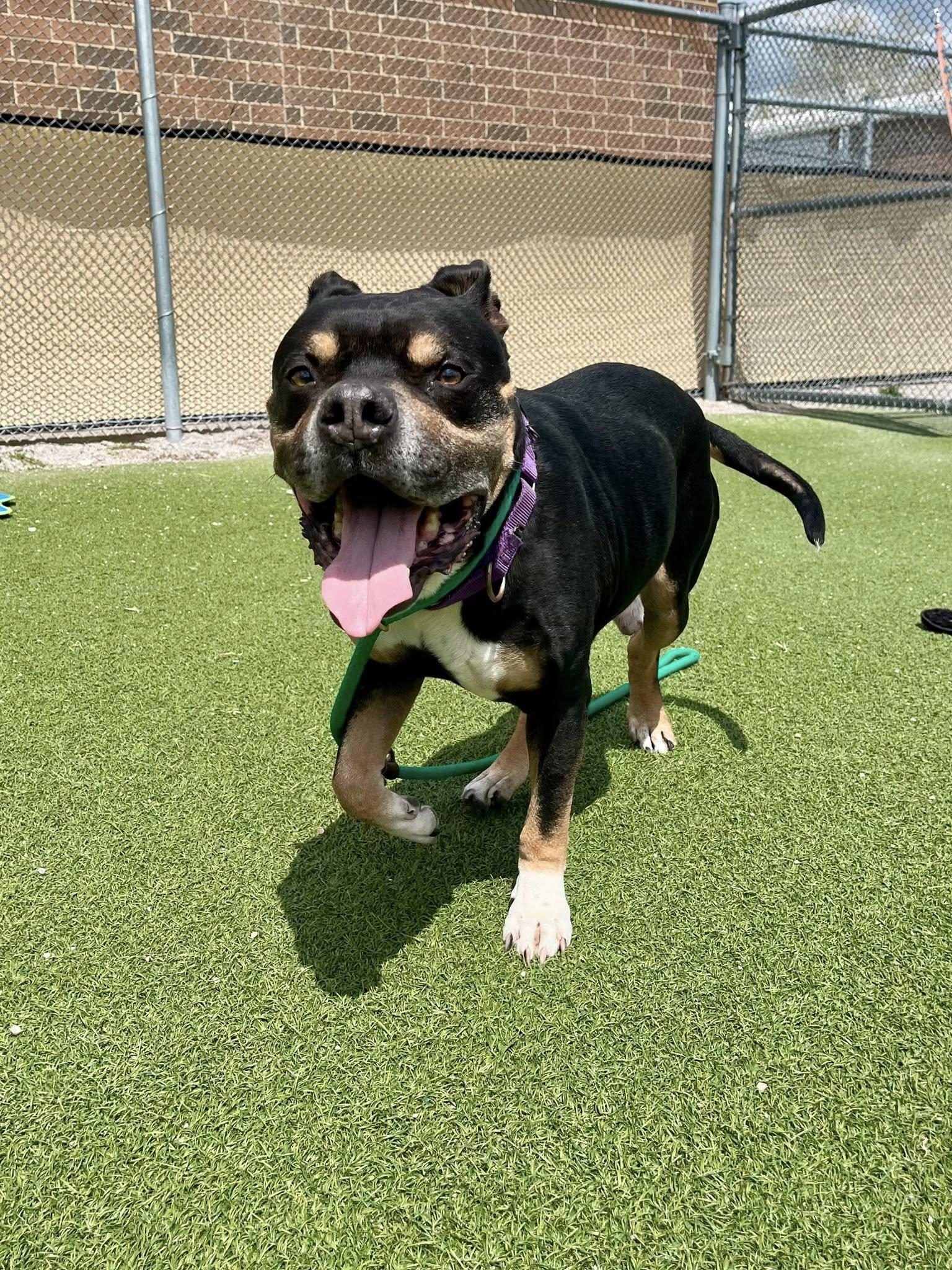 Frasier, a ADOPTABLE mixed breed in Cleveland, OH image 2/6