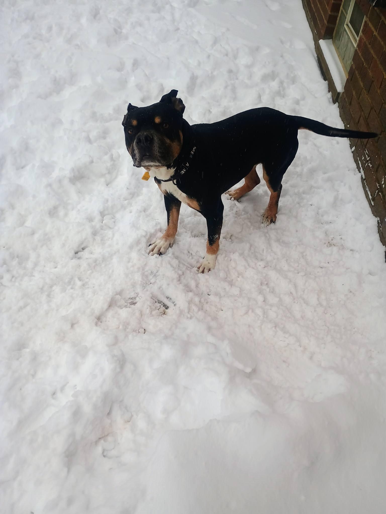 Enlarge Frasier, a ADOPTABLE mixed breed in Cleveland, OH image 5/6