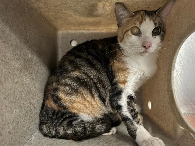 MOXY IN THE BARN, Adoptable, Young Female Domestic Short Hair.