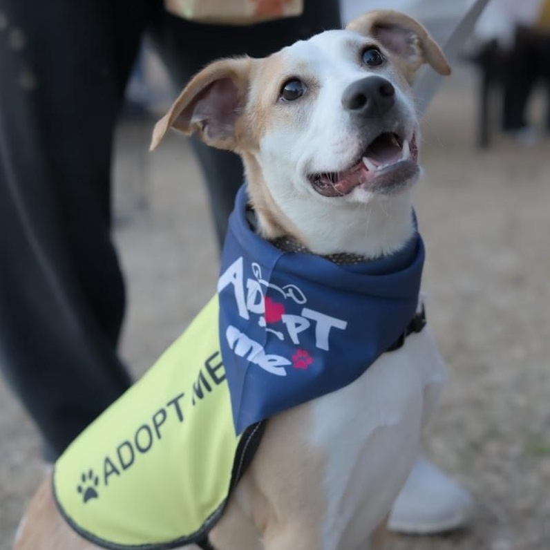 Milo — thumbnail 2