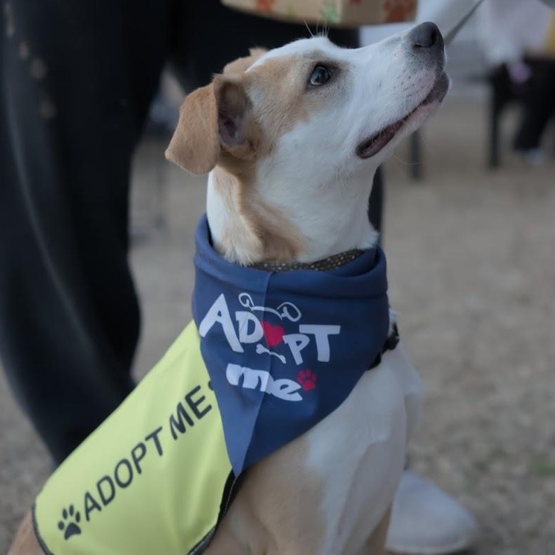 Milo — thumbnail 5