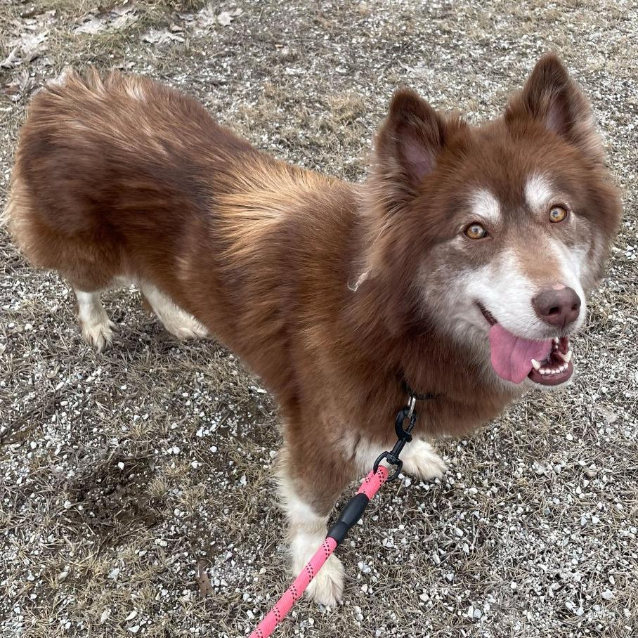 Millie, Adoptable, Adult Female Husky.