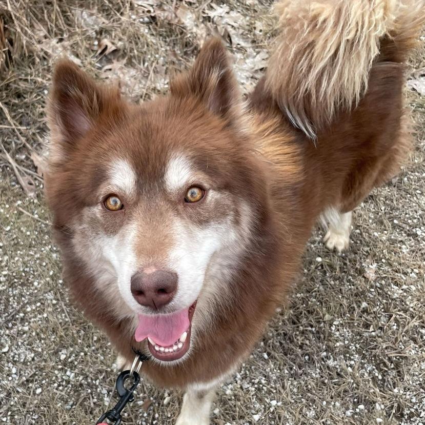 Enlarge Millie, a Adoptable Husky in Pittsford, VT image 2/2