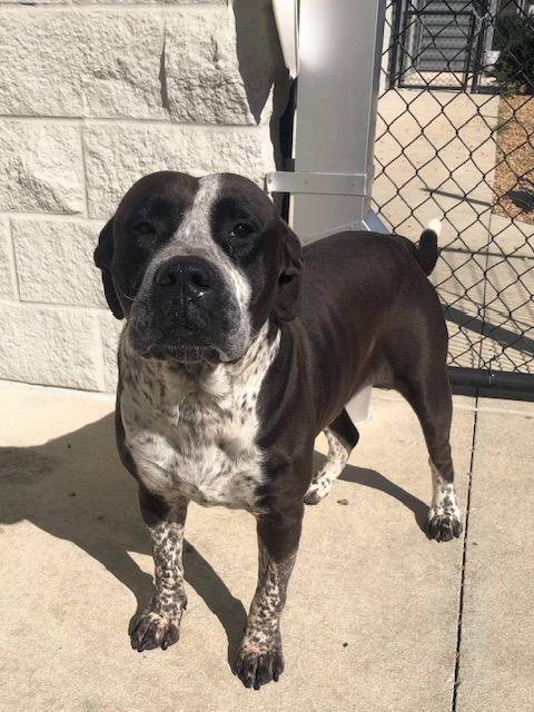 MARMADUKE, Adoptable, Adult Male Mixed Breed.