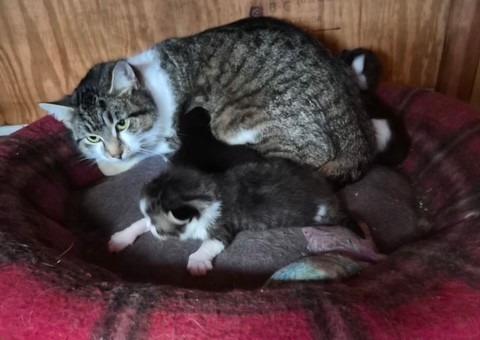 2026-24 Kitty Katz (mom)